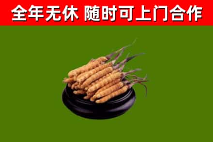 松江烟酒回收冬虫夏草.jpg