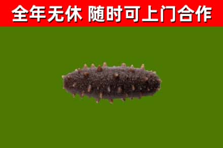 松江烟酒回收干海参.jpg